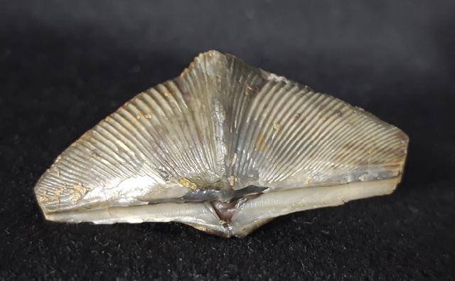 Cyrtospirifer verneuili (MURCHISON 1840) - Bild © FossNet FossilienStore